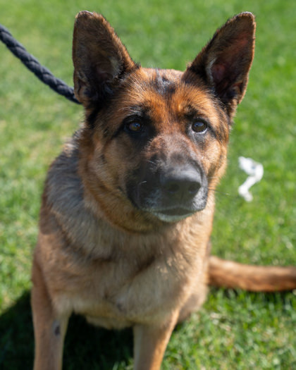 Lexi, an adoptable German Shepherd Dog, Mixed Breed in Pequot Lakes, MN, 56472 | Photo Image 2