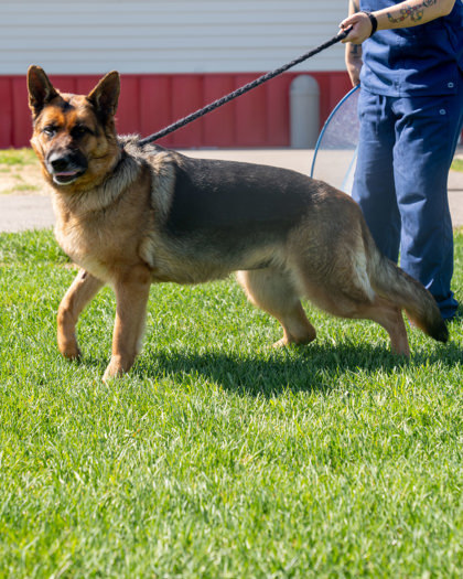 Lexi, an adoptable German Shepherd Dog, Mixed Breed in Pequot Lakes, MN, 56472 | Photo Image 3