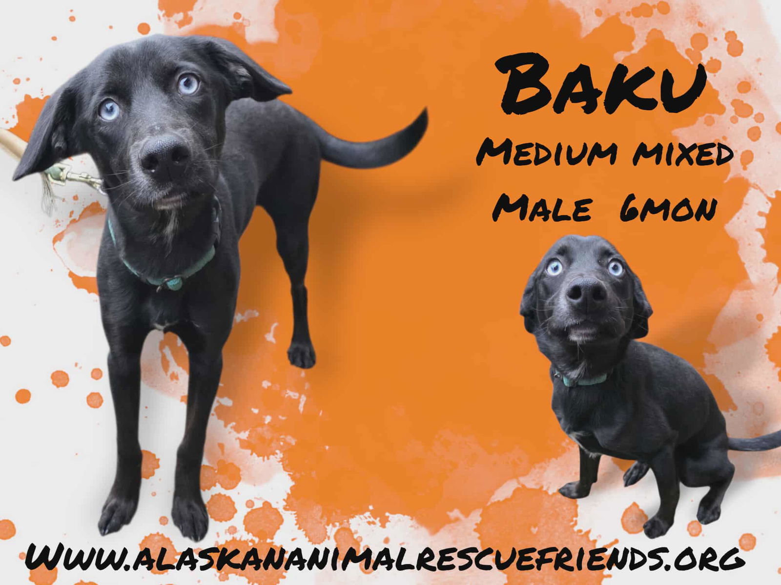 Baku, an adoptable Australian Shepherd, Labrador Retriever in Anchorage, AK, 99503 | Photo Image 1