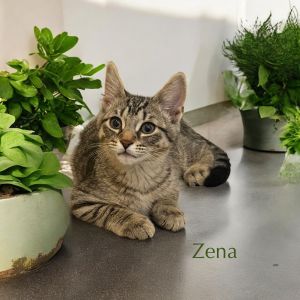 Zena, Baby Female Domestic Short Hair