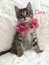 Zena photo 2