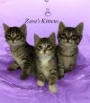 Zena photo 3