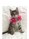 Zena photo 4