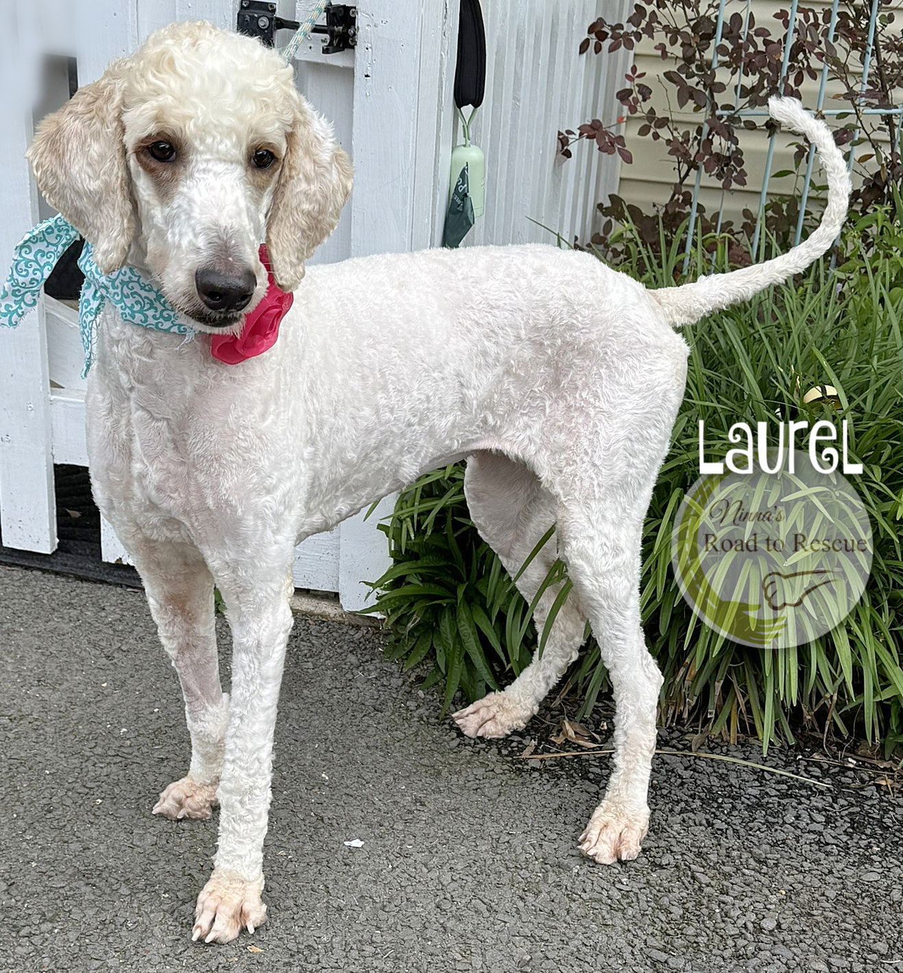 Laurel
