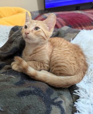 Orange Julius, Young Male Tabby