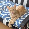 Orange Julius photo 3