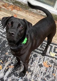 Cody, looking for a quiet home, an adoptable Spaniel, Labrador Retriever in Coventry, CT, 06238 | Photo Image 1