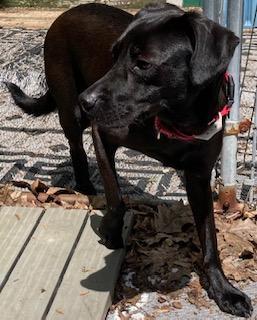 Cody, looking for a quiet home, an adoptable Spaniel, Labrador Retriever in Coventry, CT, 06238 | Photo Image 2