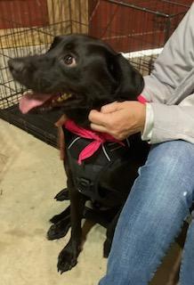Cody, looking for a quiet home, an adoptable Spaniel, Labrador Retriever in Coventry, CT, 06238 | Photo Image 2