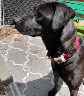 Cody, looking for a quiet home, an adoptable Spaniel, Labrador Retriever in Coventry, CT, 06238 | Photo Image 3