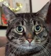 CLEO - Offered by Owner - Sweet SR Companion photo 1
