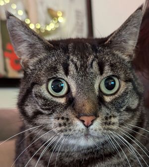 CLEO - Offered by Owner - Sweet SR Companion, Senior Female Tabby