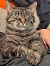 CLEO - Offered by Owner - Sweet SR Companion photo 2