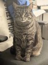 CLEO - Offered by Owner - Sweet SR Companion photo 3