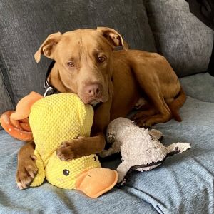 Tex, Adult Male Pit Bull Terrier