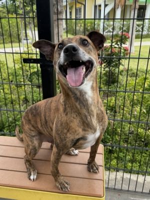 Rocky, Adult Male Hound