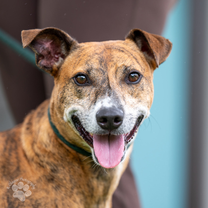 Rocky, an adoptable Hound, Mixed Breed in Honolulu, HI, 96826 | Photo Image 1