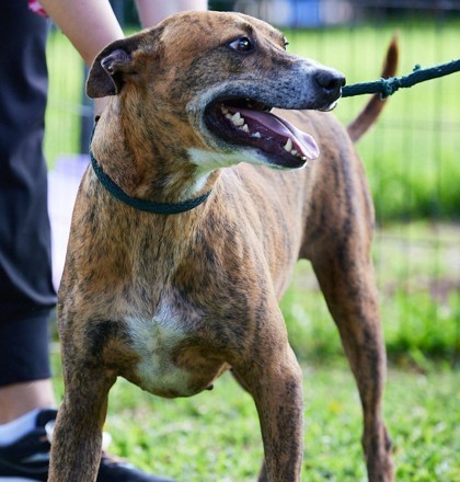 Rocky, an adoptable Hound, Mixed Breed in Honolulu, HI, 96826 | Photo Image 2