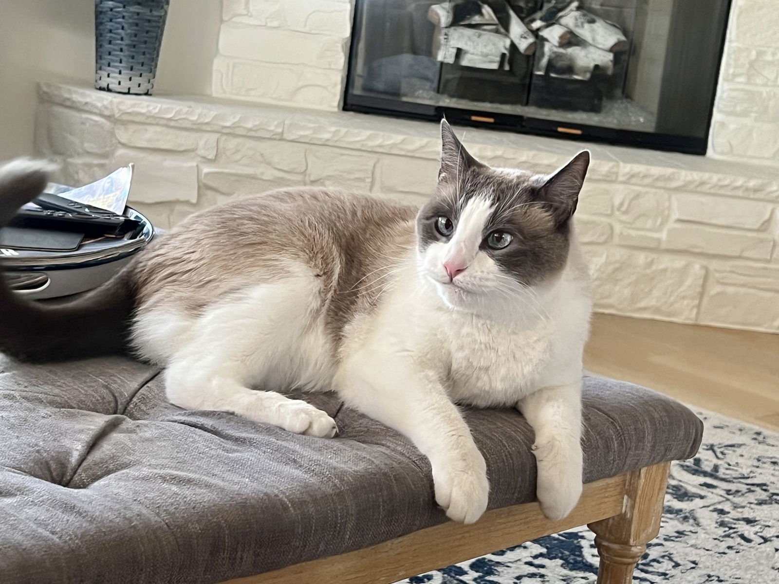 Hubbell- Foster needed, an adoptable Siamese, Snowshoe in Laguna Niguel, CA, 92677 | Photo Image 2