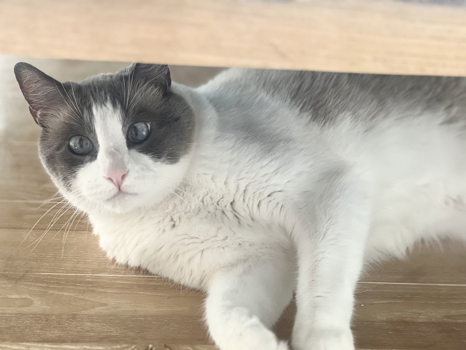 Hubbell- Foster needed, an adoptable Siamese, Snowshoe in Laguna Niguel, CA, 92677 | Photo Image 3
