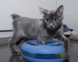 Jack, Young Male Manx