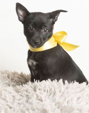 All of our dogs are spayedneutered shots current DHPP Bordetella and Rabies where applicable d