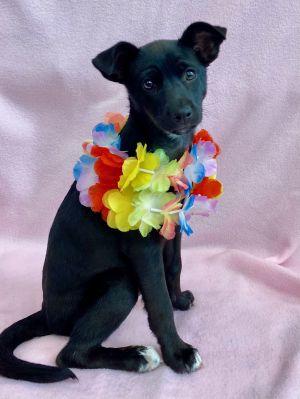 All of our dogs are spayedneutered shots current DHPP Bordetella and Rabies where applicable d
