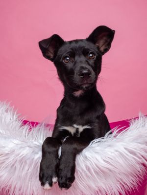 All of our dogs are spayedneutered shots current DHPP Bordetella and Rabies where applicable d