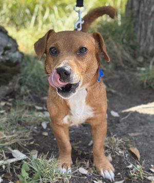 All of our dogs are spayedneutered shots current DHPP Bordetella and Rabies where applicable d