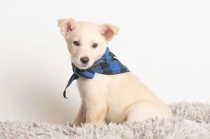 All of our dogs are spayedneutered shots current DHPP Bordetella and Rabies where applicable d