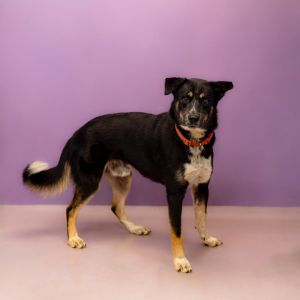 Primary Color Black Secondary Color Tri Color Weight 615lbs Age 1yrs 0mths 3wks Animal has been