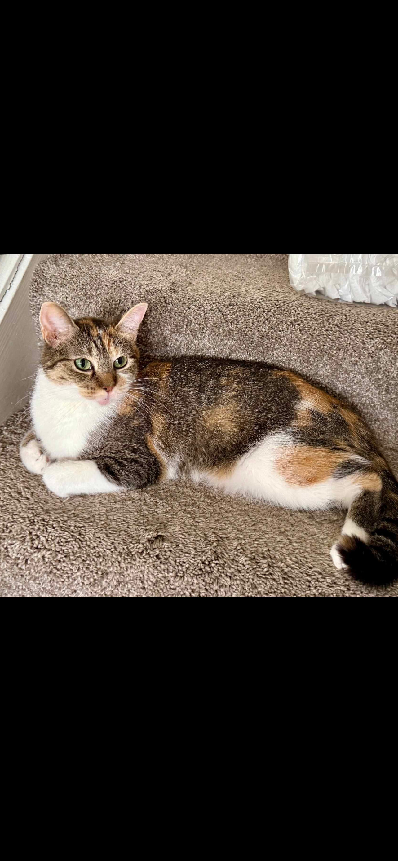 Nova Mom Cat