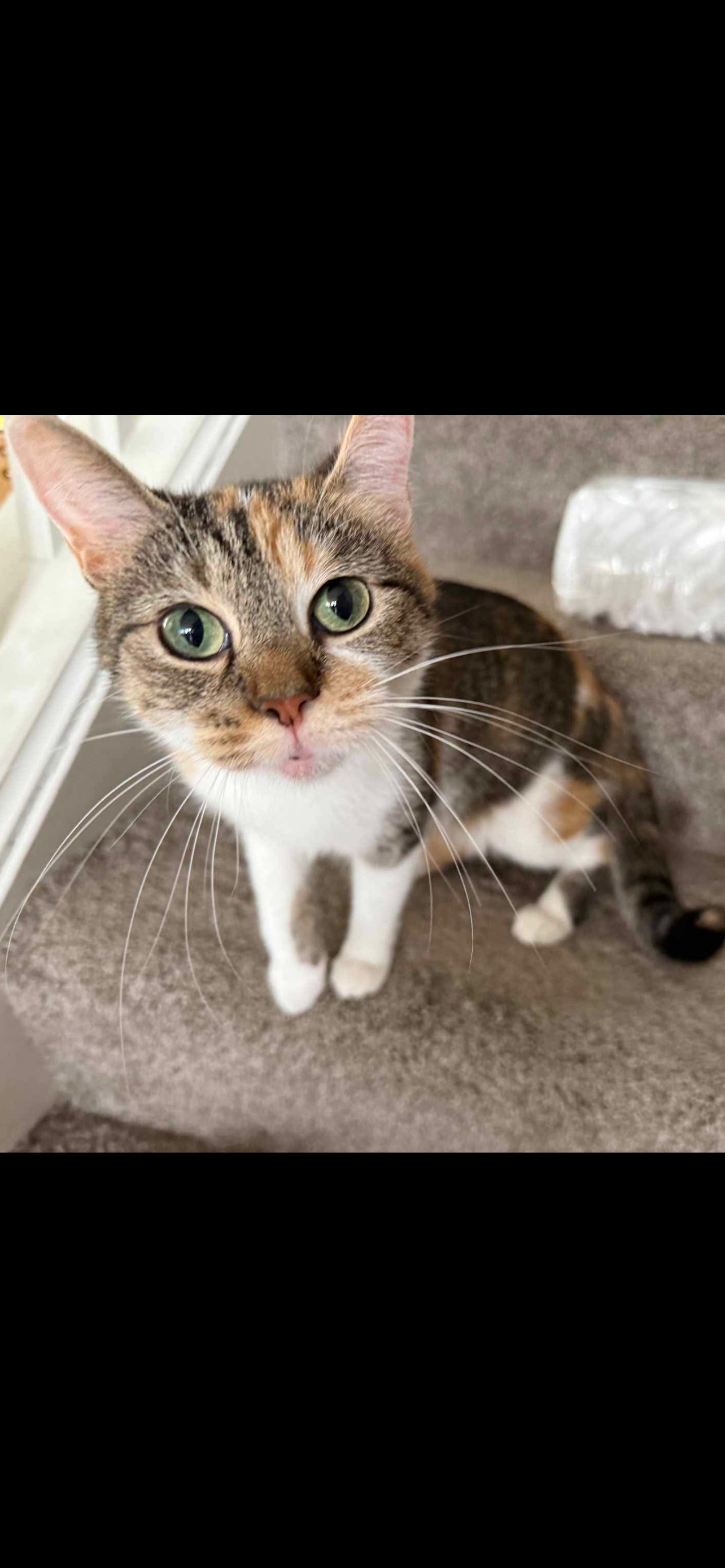 Nova Mom Cat