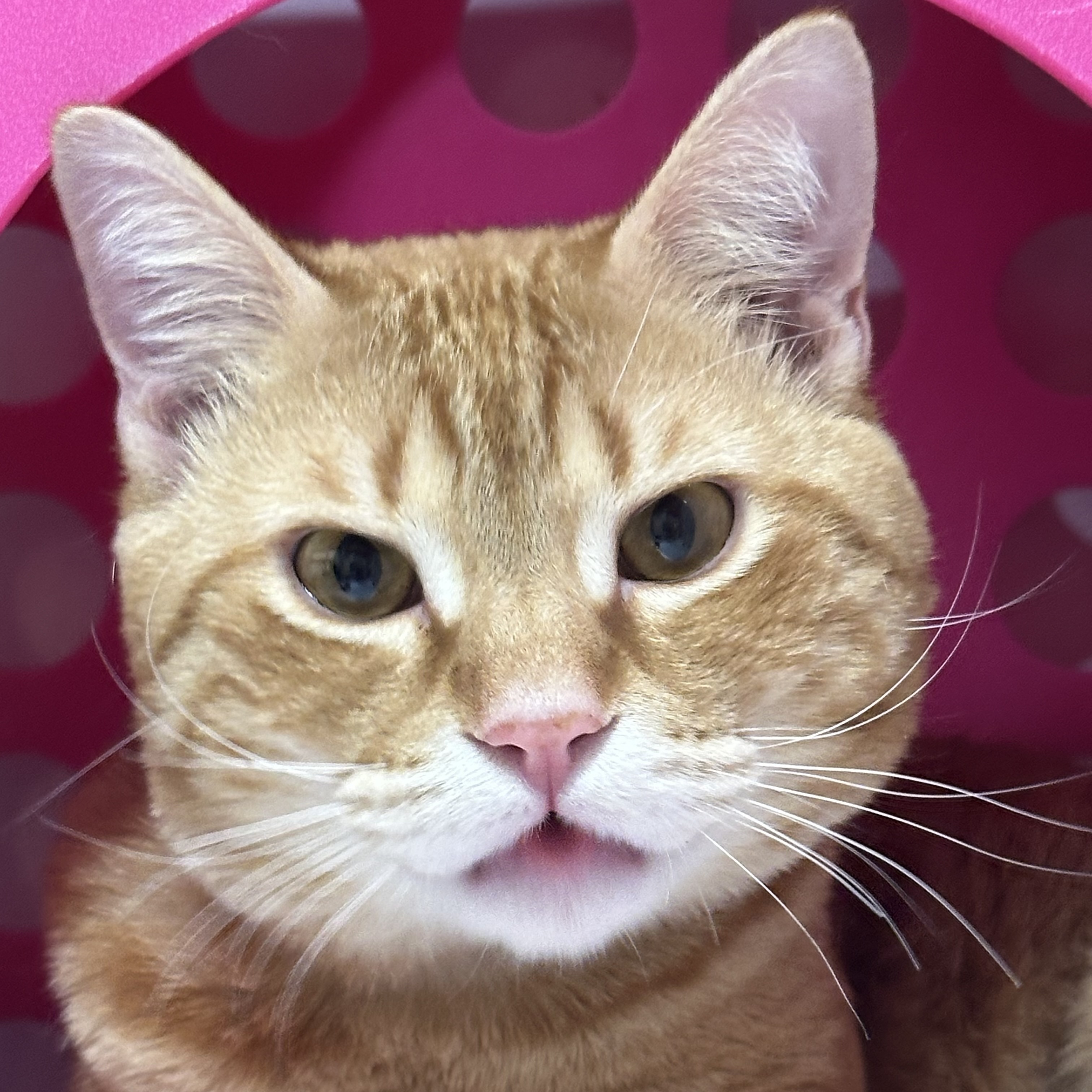 Shasta, an adoptable Domestic Short Hair in Santa Fe, NM, 87501 | Photo Image 2