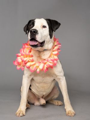 Sassy, Adult Male Mixed Breed