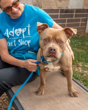 Batu - Adopted PA, Adult Male Mixed Breed