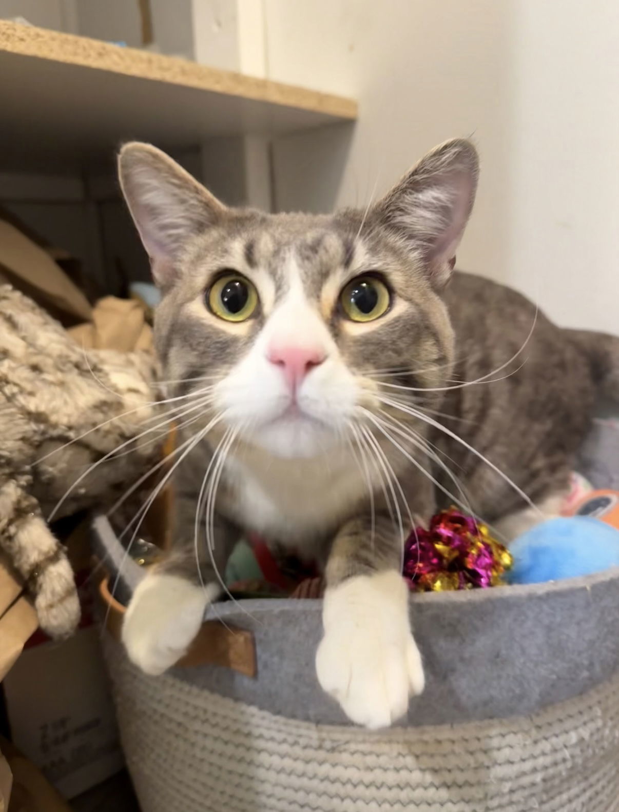 Aires, an adoptable Domestic Short Hair in Fort Collins, CO, 80524 | Photo Image 1