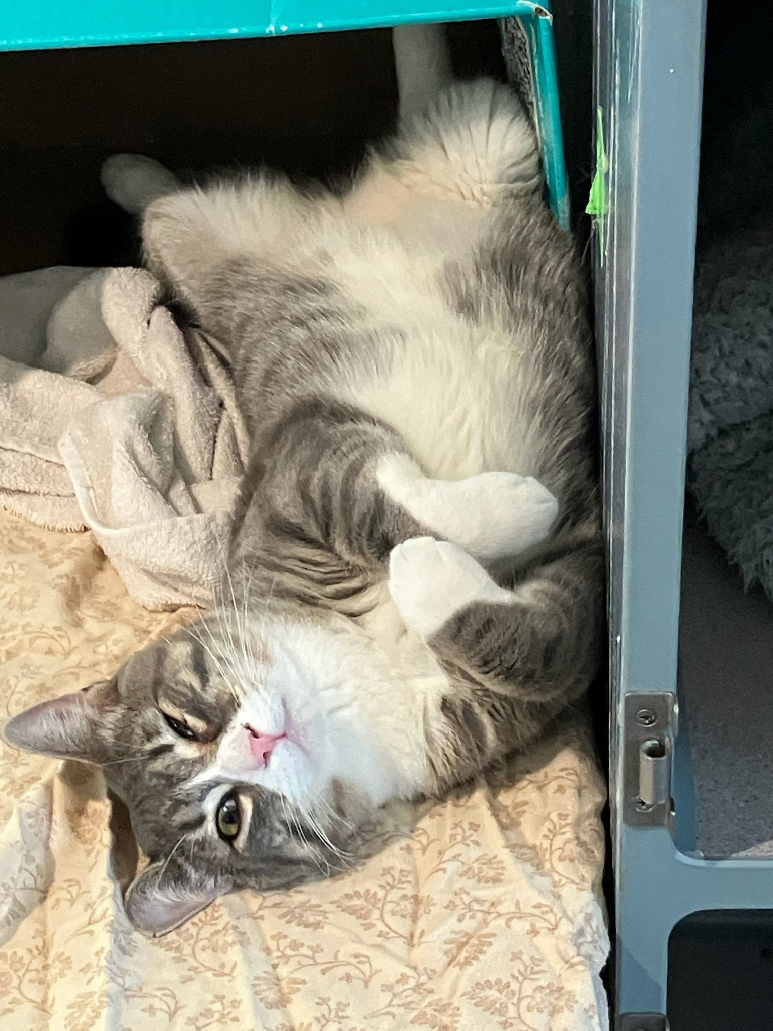 Aires, an adoptable Domestic Short Hair in Fort Collins, CO, 80524 | Photo Image 1