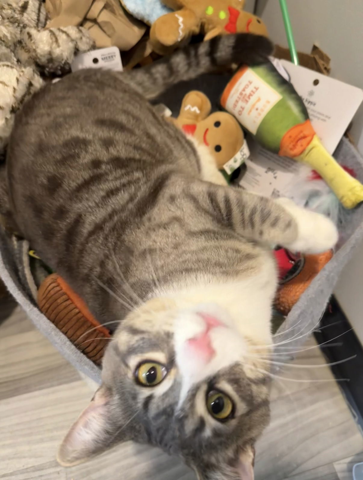 Aires, an adoptable Domestic Short Hair in Fort Collins, CO, 80524 | Photo Image 2