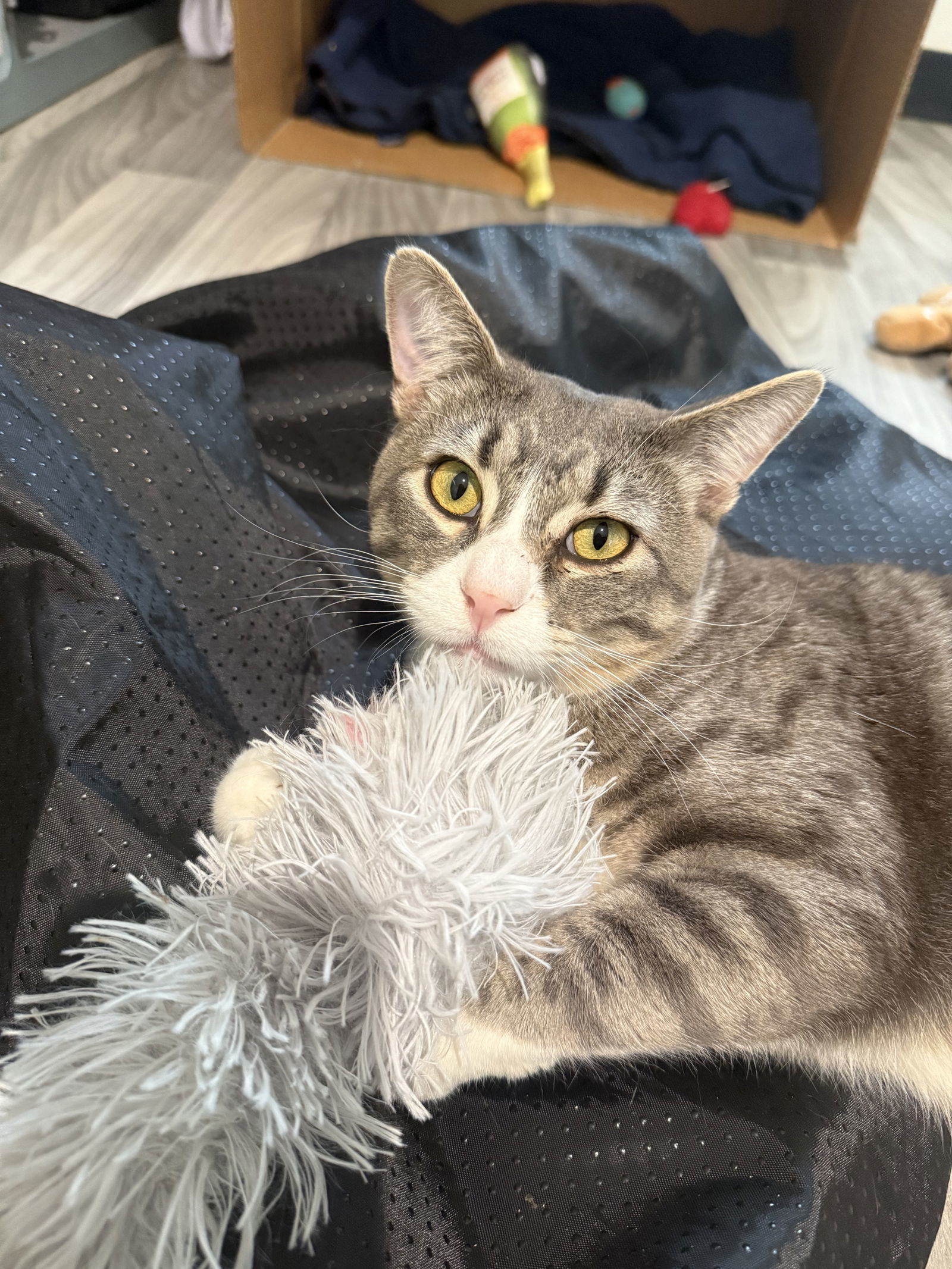 Aires, an adoptable Domestic Short Hair in Fort Collins, CO, 80524 | Photo Image 2