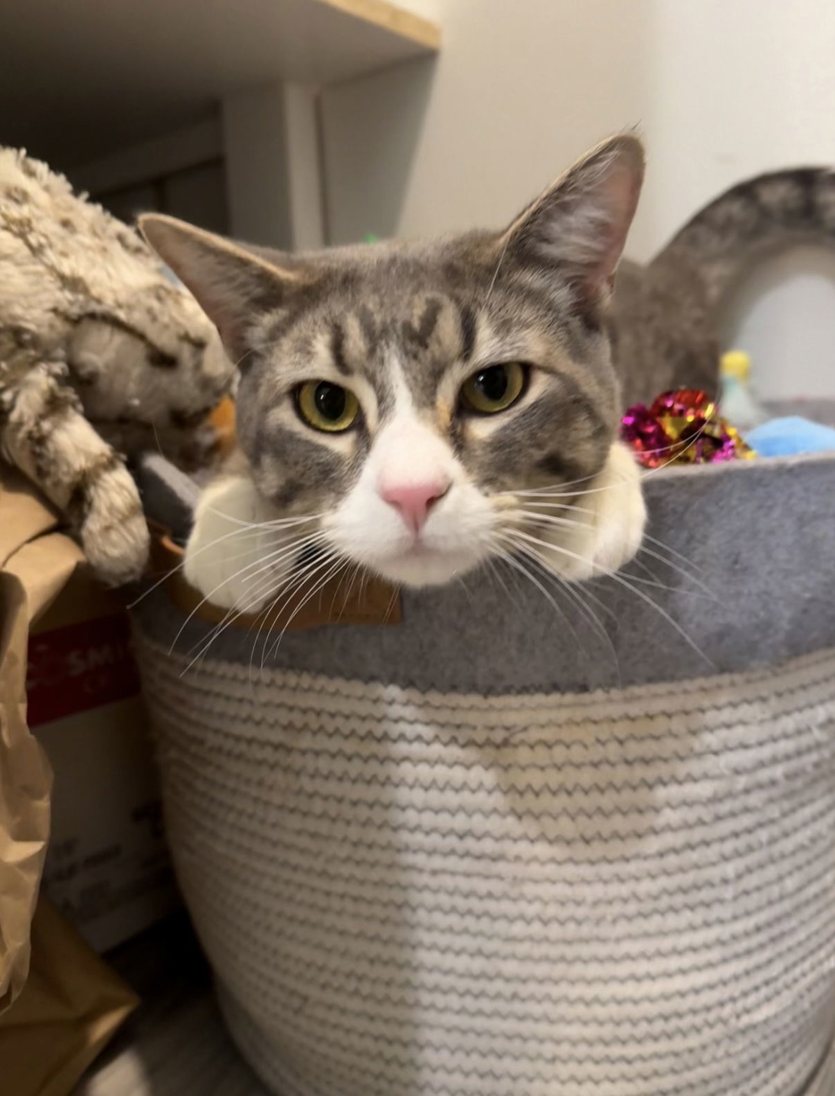 Aires, an adoptable Domestic Short Hair in Fort Collins, CO, 80524 | Photo Image 3