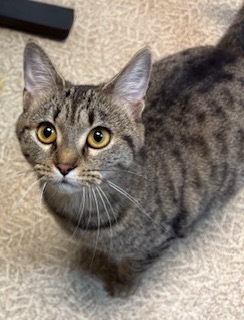 Laura Kate, Adult Female Domestic Short Hair