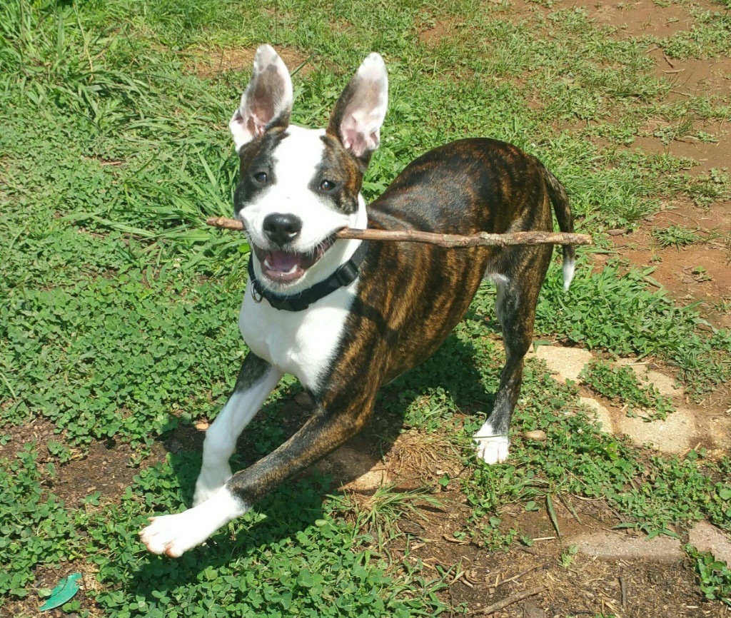 Sarabi (Courtesy Post)