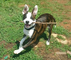 Sarabi (Courtesy Post), Young Female Pit Bull Terrier