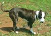 Sarabi (Courtesy Post) photo 2