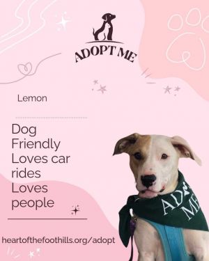 Lemon, Young Female Mixed Breed