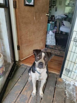 Patches (Courtesy Post), Young Female Australian Cattle Dog / Blue Heeler