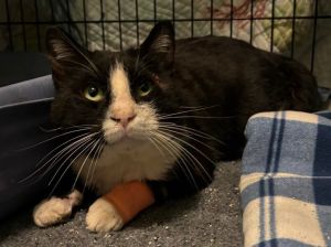 Drake, Adult Male Domestic Short Hair