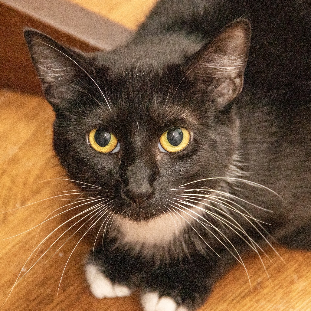 Heidi, an adoptable Domestic Short Hair in Wichita, KS, 67208 | Photo Image 1