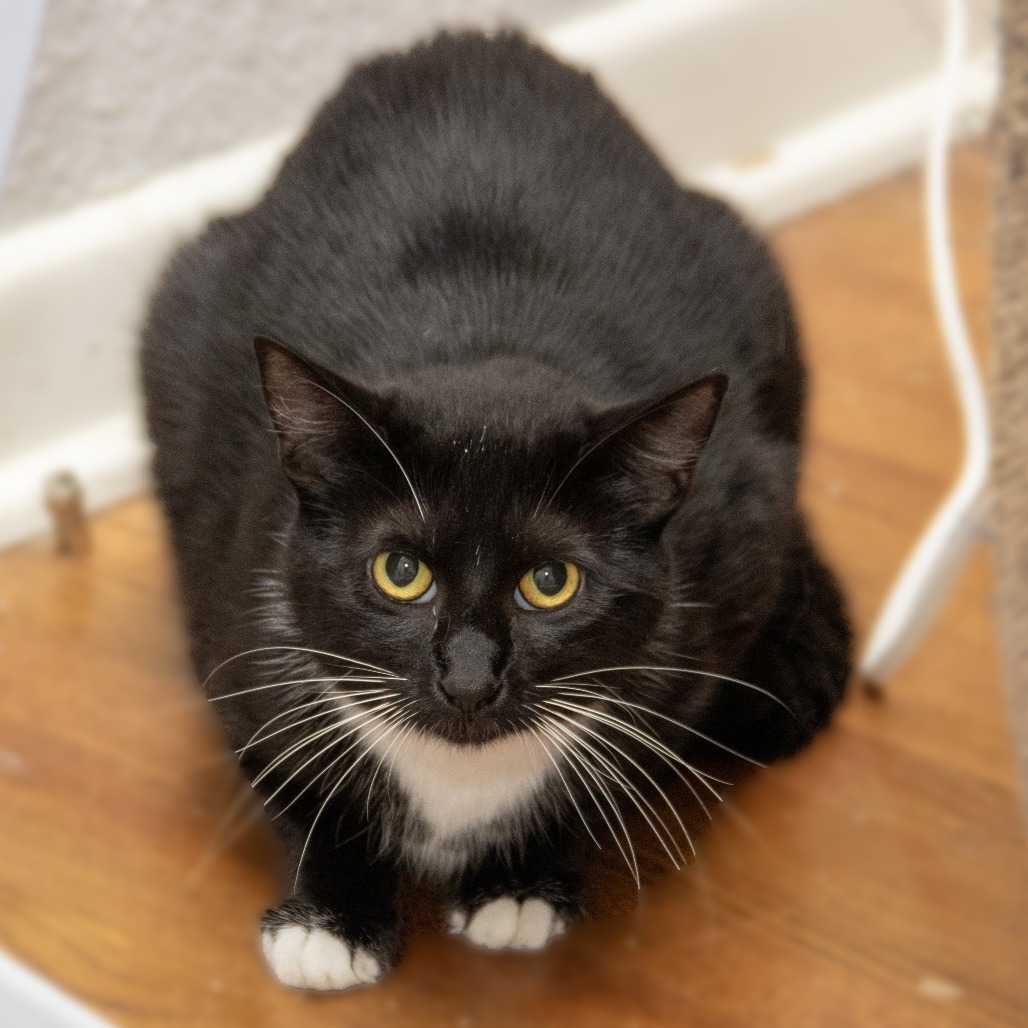 Heidi, an adoptable Domestic Short Hair in Wichita, KS, 67208 | Photo Image 2